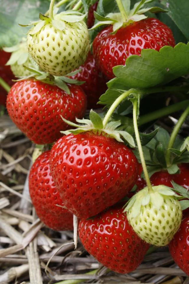 你和草莓丰产可能只差1个细节，做好这点，春季等丰收吧