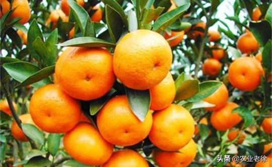 柑橘类果树对大量元素，中微量元素需求的规律是什么？