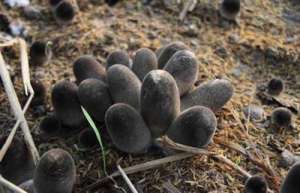 种植草菇(草菇栽培技术，高产的关键因素要掌握，很实用的技巧)