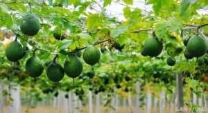 瓜喽种植(瓜蒌的种植技术于管理栽培你都掌握了吗？)