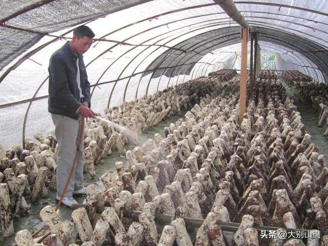 香菇袋料栽培简单易学，经济效益高于木材种植