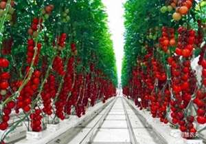 北方西红柿种植时间(【科普】我国番茄栽培起源及生产布局)