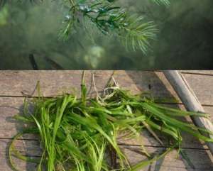 伊乐藻种子种植(稻田养殖小龙虾水草种植技术)
