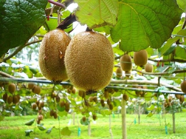 你知道新品种软枣猕猴桃的种植技术，学会半年就回本
