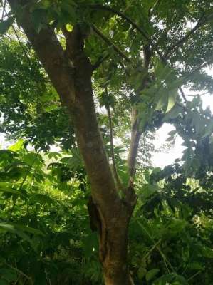 种植海南黄花梨(价值百万的黄花梨树为何没有大批量种植？)