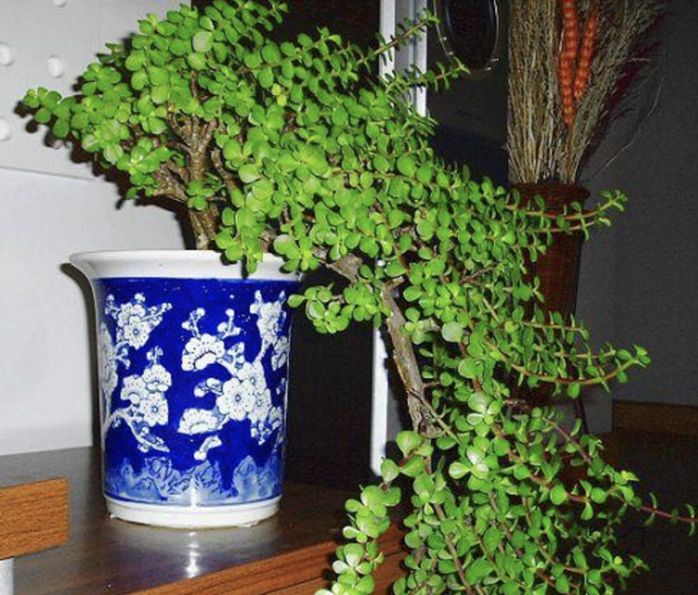 3种“植物”奇特，虽生长在“山上”，却能养成“盆景树”，名贵