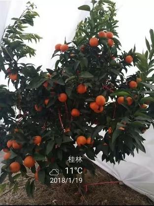 柑橘种植高手在砂糖桔园参观新型盖膜产品，覃会长解说防寒布优势