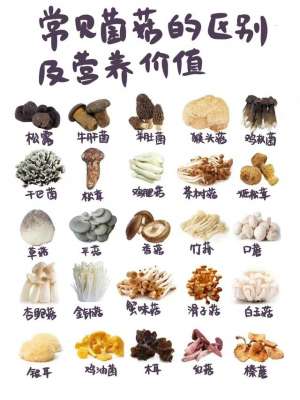 各种菇的种植(常见菌菇的区别（多到停不下来）)