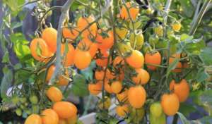 黄圣女果种植方法(阳台种小番茄，3个小窍门，开花结果多，摘了一次又一次)