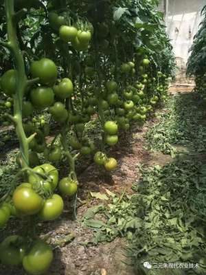 沈阳 种植(番茄的种植技术要点和全国不同地区番茄的种植时间)