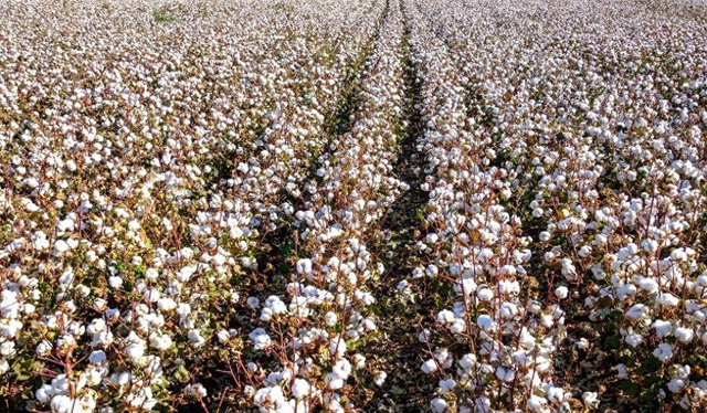 农业暴利！棉花单产300公斤，8元每公斤租金1200元利润还有多少？