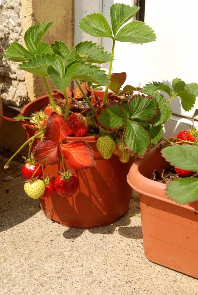 夏天养草莓盆栽要选耐热的品种，别乱施肥，人工授粉就常有果实吃