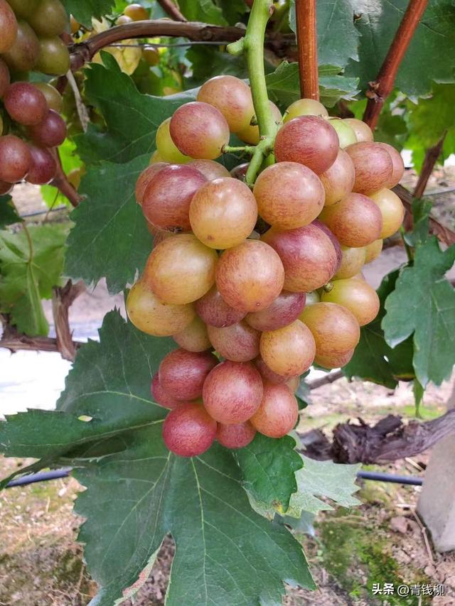 辽西地区设施温室玫瑰香葡萄栽培技术