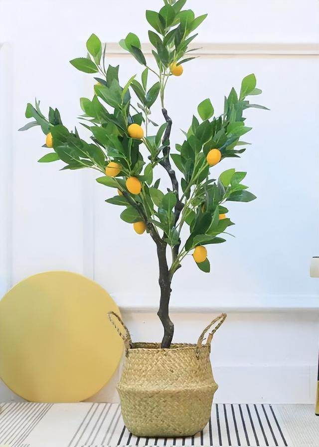 家里如何种植柠檬？教你2招，不仅果实累累，树形还优美