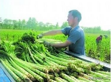 誉为贡菜，种植一亩收入10000元左右，为何有的农民不乐意种？