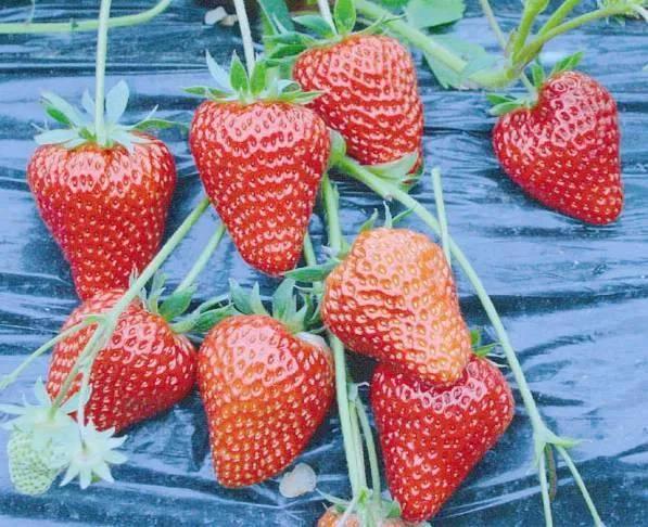 不外传的草莓种植技术，想学的速来看！(真实好文)