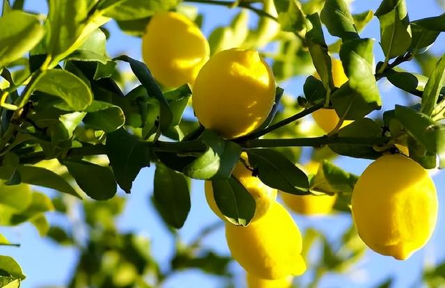家里如何种植柠檬？教你2招，不仅果实累累，树形还优美