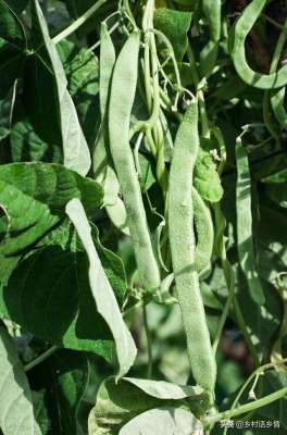 九粒白芸豆种植技术(架豆、芸豆、豇豆为啥结荚少？老农教你几个方法，豆角挂满架)