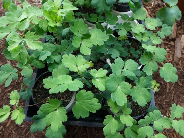 盆栽耧斗菜养护指南，播种繁殖难度高，但很容易养开花