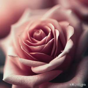 盆栽玫瑰花种植方法(玫瑰花的养护方法——让你的玫瑰花开得更美更久)