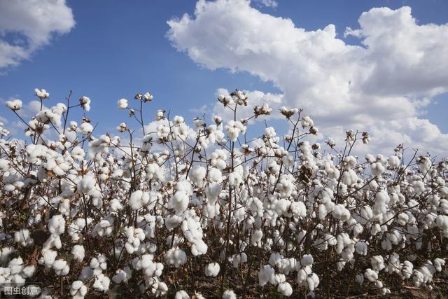 想让棉花产量高，栽培技术得创新！4个方面做好棉花育苗移栽技术