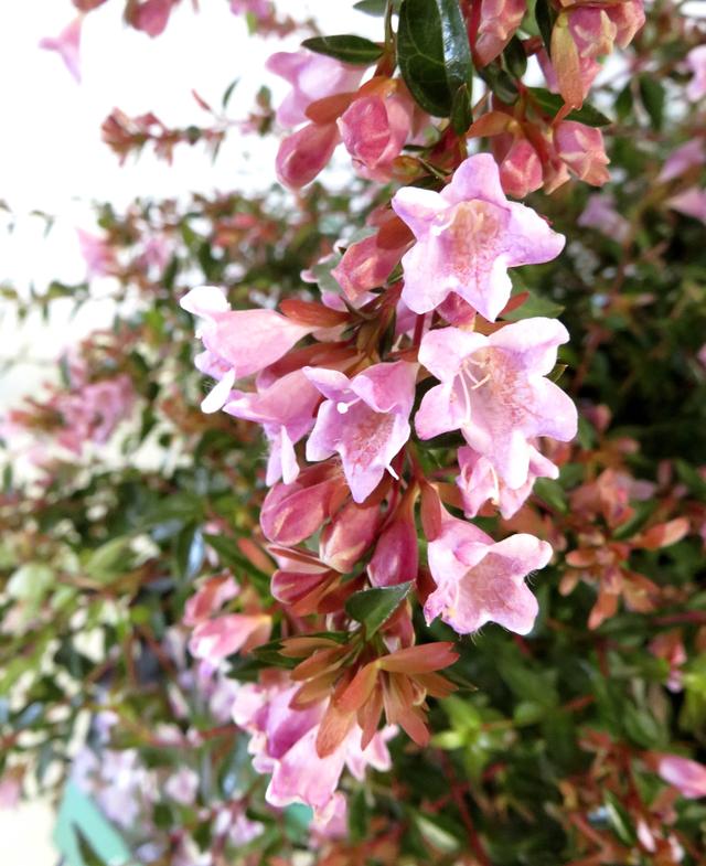 “爱德华-古舍”红花六道木，景观价值高，很值得发展的开花灌木