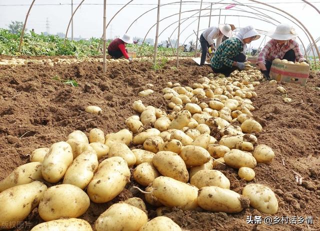 老菜农种植马铃薯常用五个土办法，年年获高产，简单又特别实用