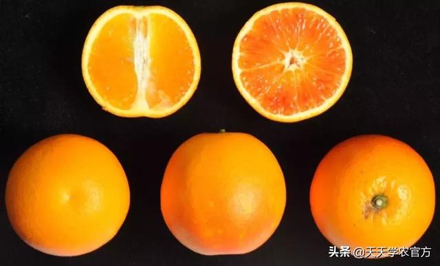 19个错峰柑橘品种，市场潜力不可估量！你觉得哪个会胜出？