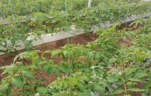 西红的种植(番茄高产种植技巧，采用半水培方式，产量高，还能省人工)