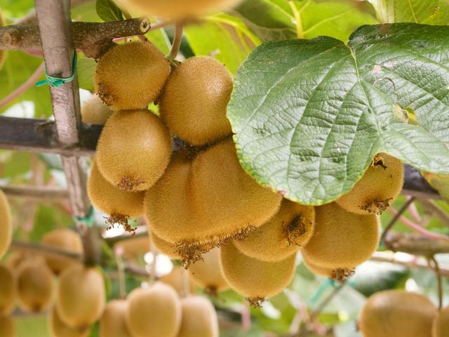 你知道新品种软枣猕猴桃的种植技术，学会半年就回本