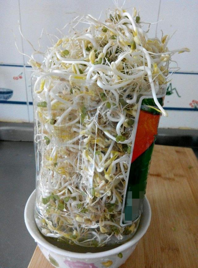 拿塑料瓶种绿豆芽，根本不是技术活！3天长一大茬，成本不到2块钱