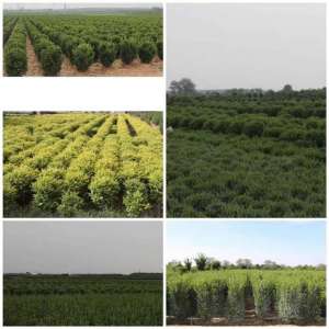 绿化苗木种植养护规范(苗木夏季管理养护技术)