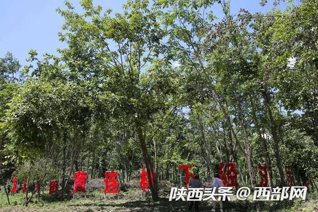 视频丨安康镇坪友谊村：村集体林下种万亩黄连，打造黄连第一村