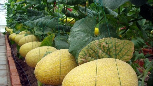 简述在大棚中种植哈密瓜的方法，以及种植过程中需要注意的事项