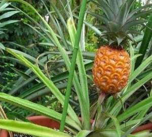 菠萝种子怎么种植方法(菠萝头不要扔，教你种出“菠萝树”，养在花盆里漂亮又美观)