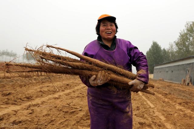 功能强大的中国“孤儿作物”将助力欧洲预防肥胖症