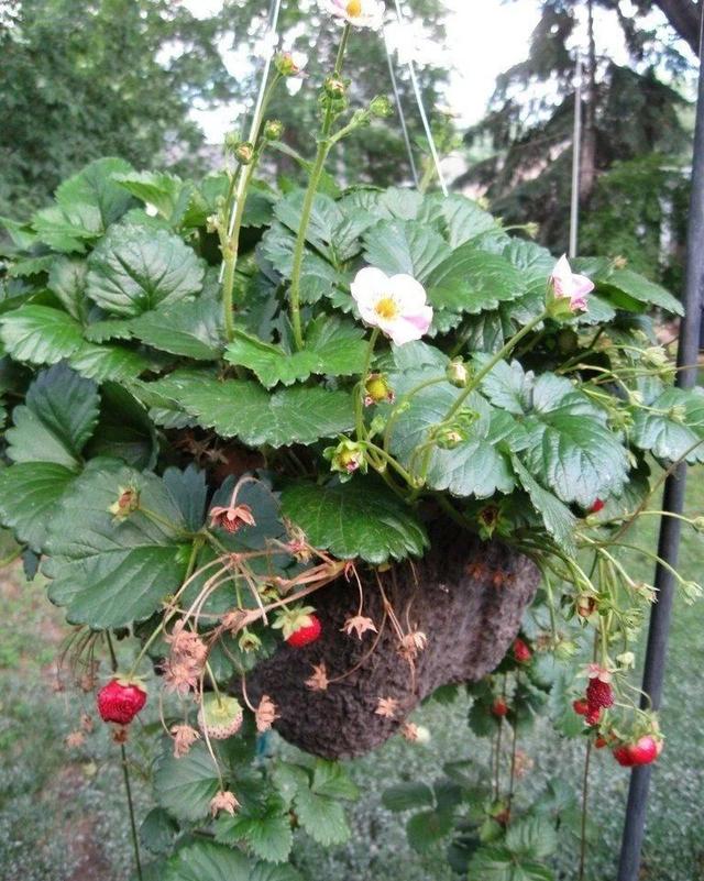 夏天养草莓盆栽要选耐热的品种，别乱施肥，人工授粉就常有果实吃