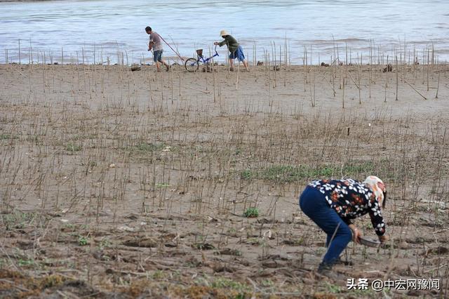 大坝泄洪黄河水下降，农民滩涂上自制神器抢种油葵：仨月就能收