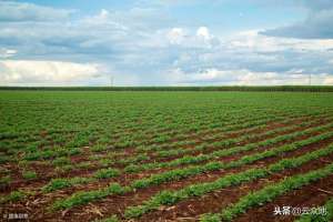 江西土豆种植时间(红壤旱地花生如何高产种植？照着种植技术要点做，花生产量高)