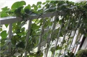 山药豆什么季节种植(阳台养花？不如种豆豆，就种三两颗，长出绿萝墙，结满小果果)