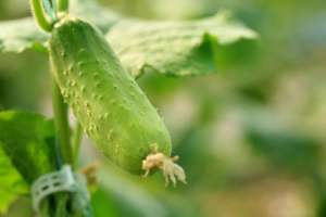 豆角黄瓜种植技术(种豆角和黄瓜，要注意些什么，才能产量高质量好的产品？)