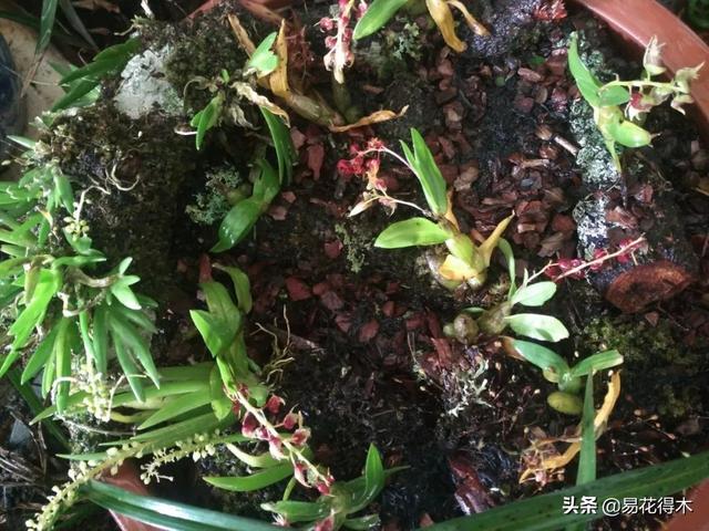 苔藓树皮种石斛，美观静雅，养护简单，非常适宜北方花友