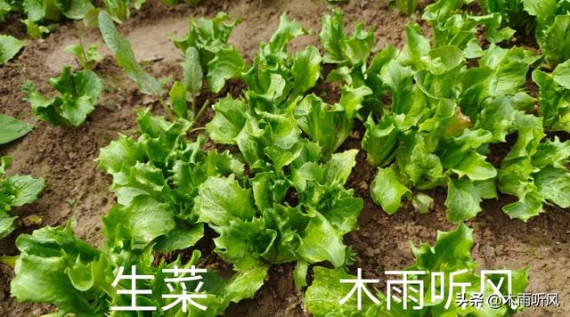 生菜怎么种植？手把手教你生菜种植的方法，生菜翠绿长势好