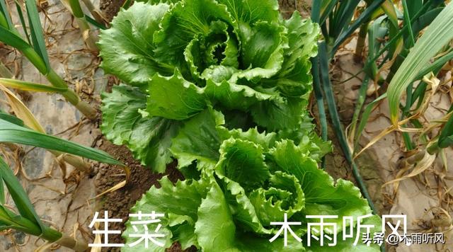 生菜怎么种植？手把手教你生菜种植的方法，生菜翠绿长势好