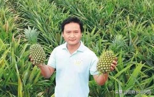 菠萝怎么种好？菠萝优质高产种植技术