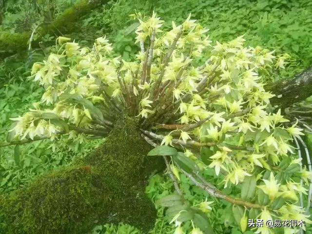 苔藓树皮种石斛，美观静雅，养护简单，非常适宜北方花友