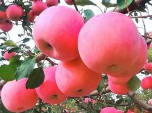 苹果种植管理(苹果树十月份怎样管理？抓住最后管理期，收获高质高量的大苹果)
