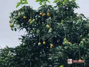 芒果的种植条件(警惕福州街头大量出现千万别吃……)