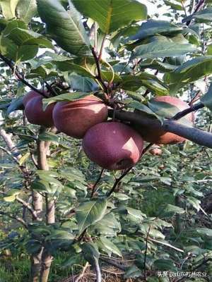 奥红一号红梨种植技术(还在种植农作物吗？不如种植全红梨树苗（奥红一号梨树苗）快来看)