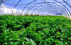 小芹菜种植技术(芹菜栽培育苗技术，加强农药的使用及田间管理，提高芹菜的产量)